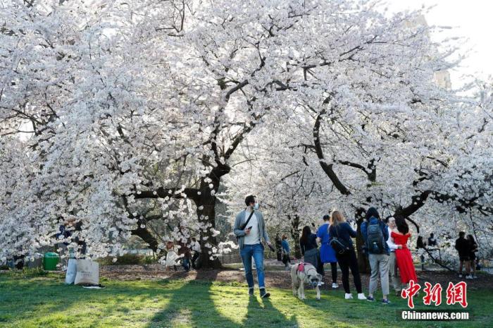 资料图:当地时间4月13日,美国纽约中央公园鲜花盛开春色满园,民众在公园中游玩享受春光。<a target='_blank' href='http://www.chinanews.com/'>中新社</a>记者 廖攀 摄 点击进入下一页