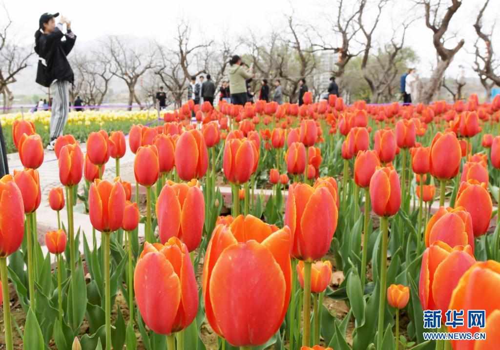 　　4月19日，游客在甘肃省永靖县刘家峡镇欣赏郁金香。　　近日，甘肃省永靖县刘家峡镇黄河花堤上种植的大面积郁金香竞相盛开，吸引了大批游客前来踏青赏花。　　新华社发（史有东 摄）