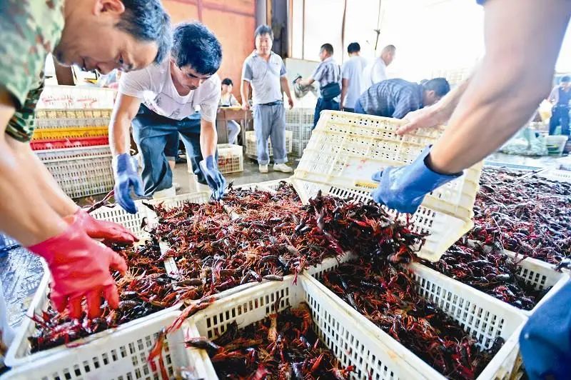 中国5大“小龙虾之都”,吃虾到底该去哪儿