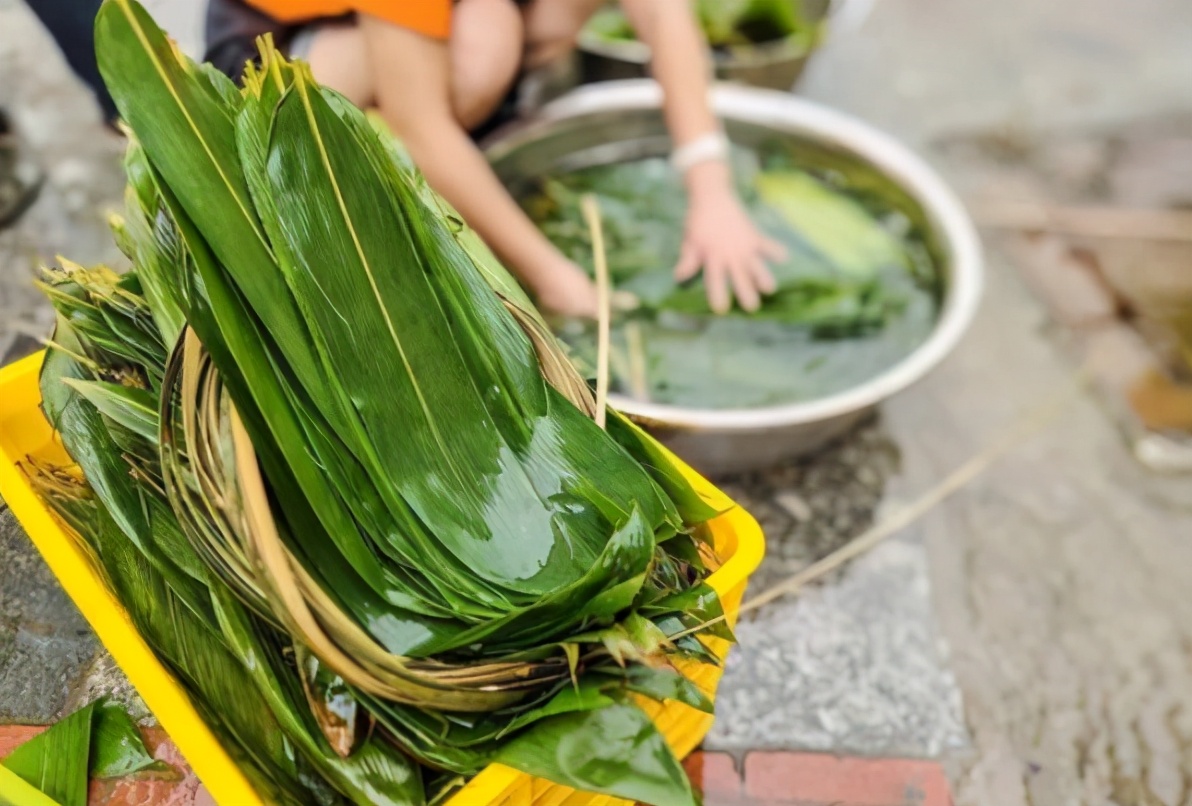 干粽叶别直接煮，牢记这3步，柔软韧性强，包粽子不破不断不漏米