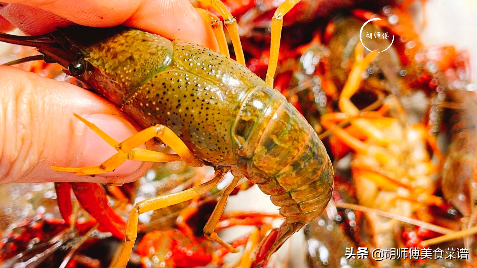 同样是龙虾,“青色”和“红色”有啥区别!看完以后,别再乱买了