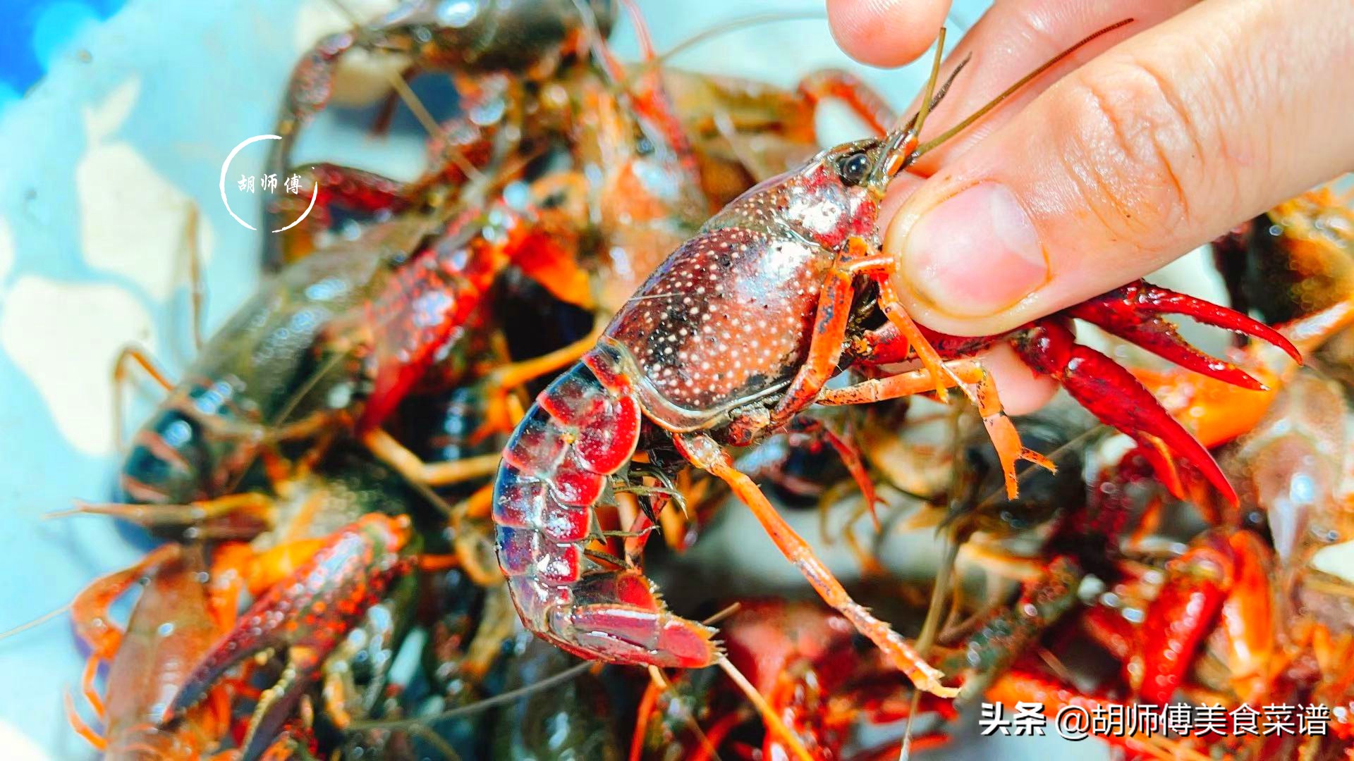 同样是龙虾,“青色”和“红色”有啥区别!看完以后,别再乱买了