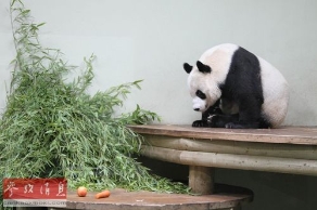 BBC：“大熊猫外交”为中国软实力加分