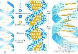 可能改变世界的十大科研项目 DNA或可编辑