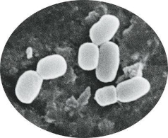 中国发现新种地球微生物