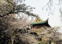 此时樱花好盛开 盘点国内十大最美樱花地