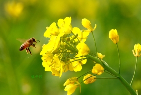 外出踏青赏花　小心遭遇“花粉劫”