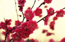 中国十大吉祥植物寓意，你知道多少？