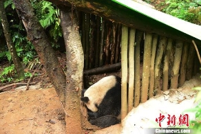 大熊猫“优优”产下双胞胎(图)