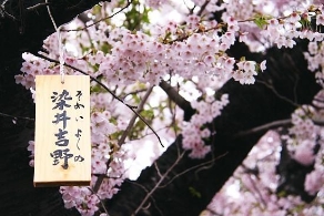 韩媒：樱花产自韩国 引口水战