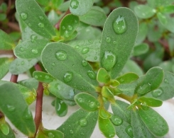 清明后春游：路边野菜不要采