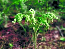 蕨根粉下架：如何挑选蕨根粉