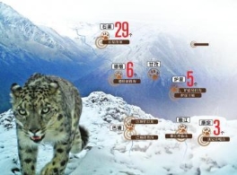四川发现43处雪豹活动痕迹 川西北数量可观