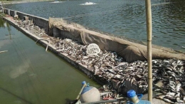 3万斤鱼被热死 盘点动物异常集体死亡事件