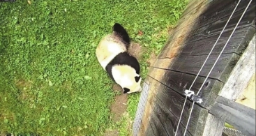 中国大熊猫在美被虐？没这回事！