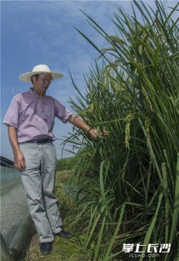 禾下乘凉不是梦 “巨型稻”长沙试种成功