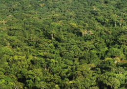 全球十大森林覆盖率最广的国家 中国排第6