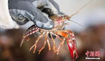 繁殖力超强的小龙虾“攻陷”了大半个欧洲