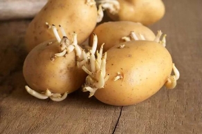 除了土豆哪些食物发芽不能吃？花生不能吃