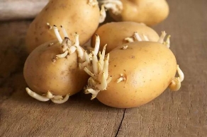 除了土豆哪些食物发芽不能吃？花生不能吃