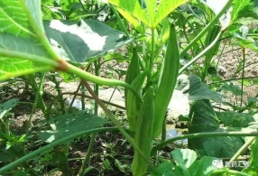 “毒菜”离我们很远吗？教你必备医学常识