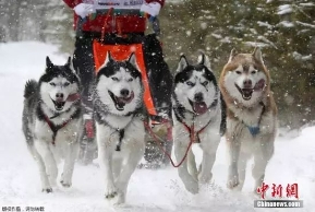 早新闻：丹麦承认狗拉雪橇为正式交通工具