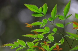 春雨落成诗 你身边的雨下成了下面哪一首诗