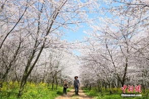 日本东京都中心樱花已经给开放 比常年早5天