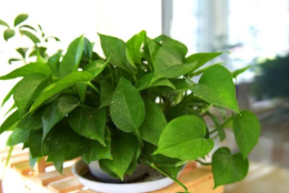 这几种植物用它来擦叶片 让植物生长旺盛
