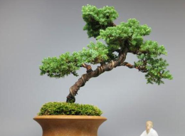 十大盆景名贵树种有哪些？松树盆景很不错