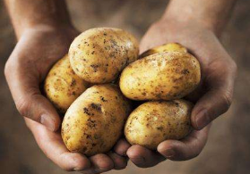 土豆是一种普通食材 它的这些功效你了解吗