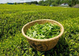 喝茶的那些学问：绿茶白茶的精华在二三泡