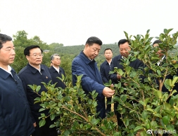 习近平在光山县深入油茶园和农村考察调研