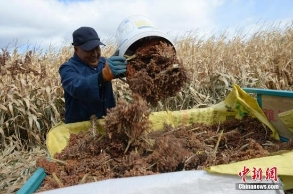 三季度国内粮食市场供给充裕 稻谷供大于求