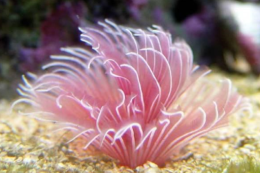 深藏海底十大最美生物 你见过真实的它们吗