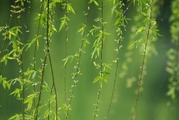 这几首诗词中的春雨 每一首都令人身临其境