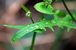 描写春风、春雨的诗句 让春天的美尽收眼底