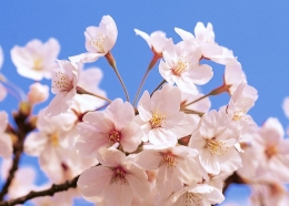 “五一”安全优游宝典</a> <a target=_blank href=http://health.kaiwind.com/rd/201404/29/t20140429_1583007.shtml>假日食养 </a>