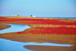 黄河入海口风光旖旎的“红地毯”