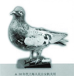 消逝的警鸽：新中国建立初期的安保功臣