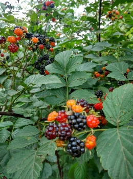 知食：鲁迅曾在文中夸赞的夏季野果