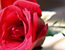 七夕节的玫瑰 如何才能保存更长时间