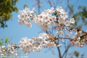 “传福音”的女人（连载15）：生死成迷