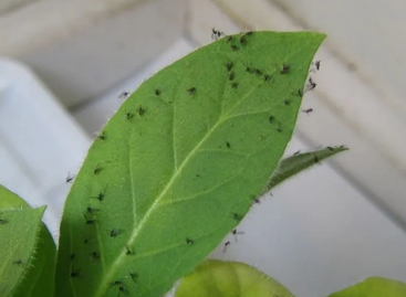 花盆里总有小黑乱飞？5招让烦人虫子跑光光