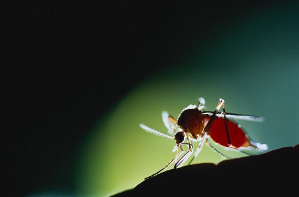 秋天的蚊子猛如虎怎么办？这些驱蚊法最有效