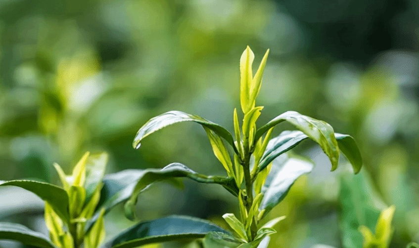 三大产茶山脉都有哪些茗茶？十大名茶多出于此