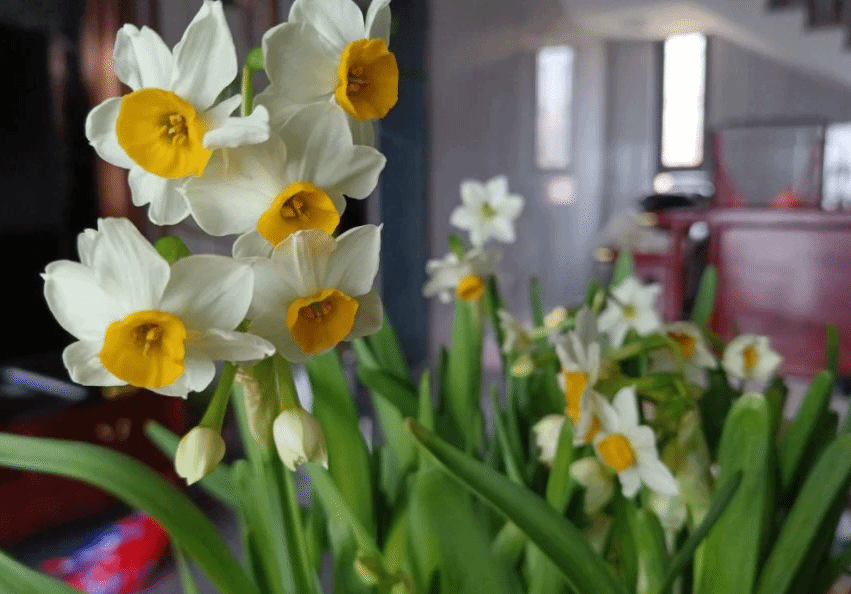 水仙花过冬掌握好技巧 来年开爆花更漂亮