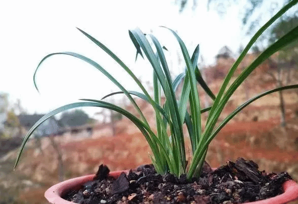 兰花秋冬新芽真的长不壮？其实冬芽比春芽更壮