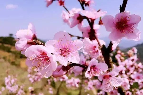 诗词丨春天 如期而来 三月桃花也将要盛开