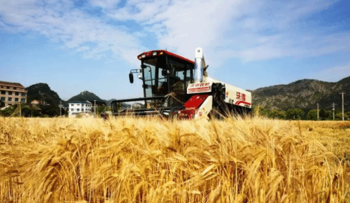 风吹麦田千层浪 夏粮主产区已收获小麦5500多万亩